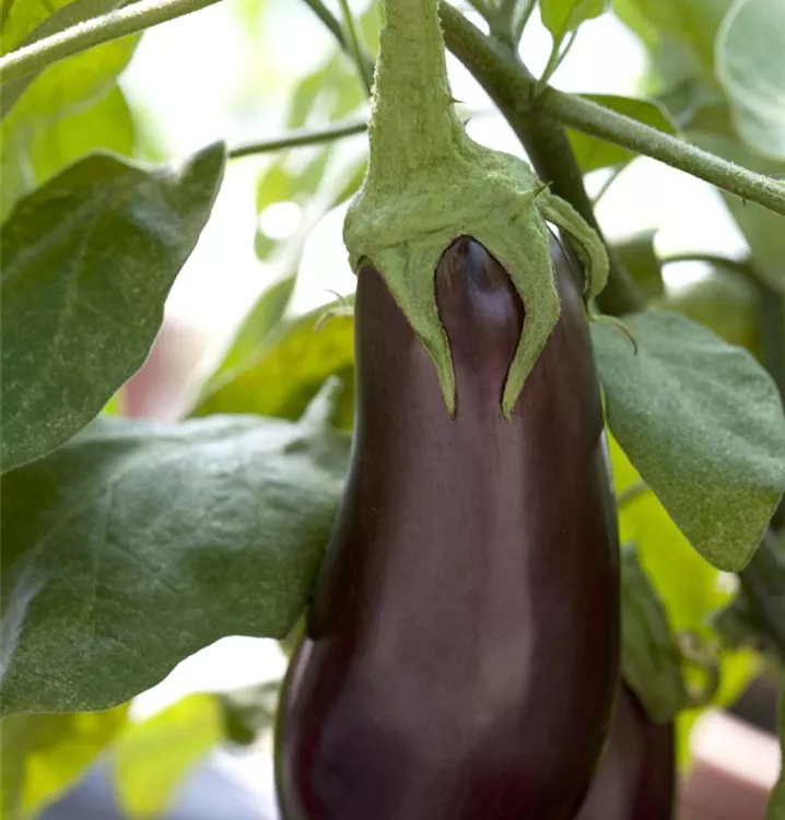 Aubergine