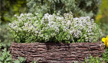 Zum Vergrößern klicken Bildvorschau