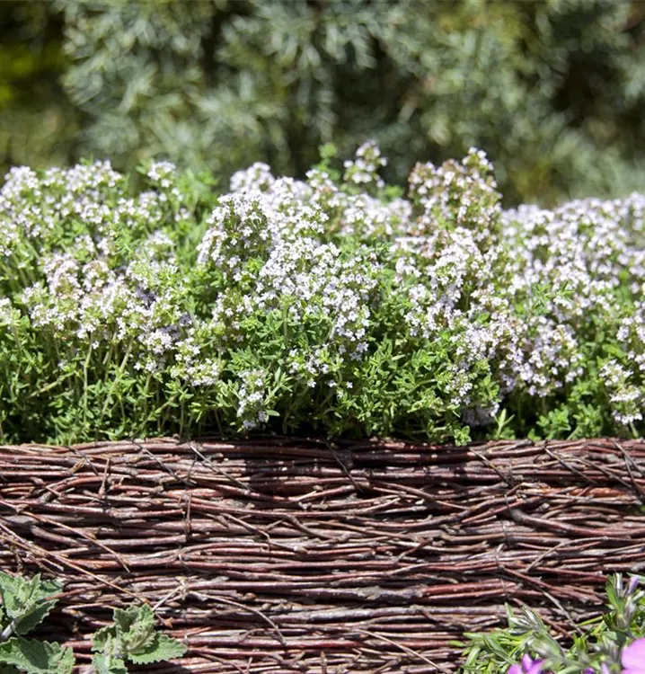 Echter Thymian Echter Thymian