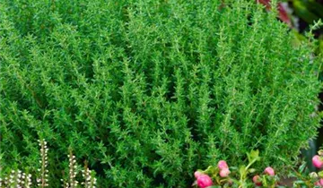 Zum Vergrößern klicken Bildvorschau