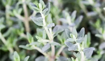 Zum Vergrößern klicken Bildvorschau