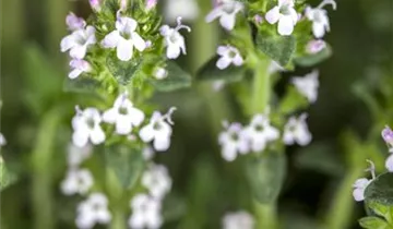 Zum Vergrößern klicken Bildvorschau