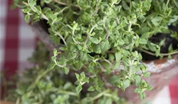 Zum Vergrößern klicken Bildvorschau