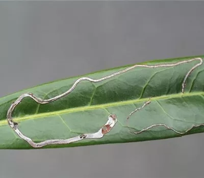 Miniermotte an Lorbeerkirschen