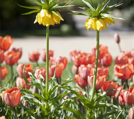 Kaiserkronen – Prachtblumen hoch hinaus Kaiserkronen – Prachtblumen hoch hinaus
