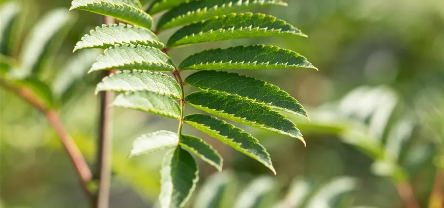 Sorbus 'Joseph Rock' (GS649127.jpg)