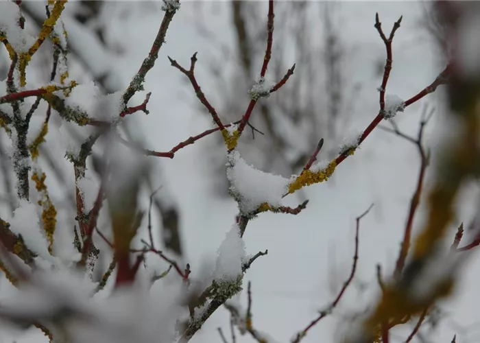 Winterschutz für Pflanzen – So geht´s gesund durch den Winter