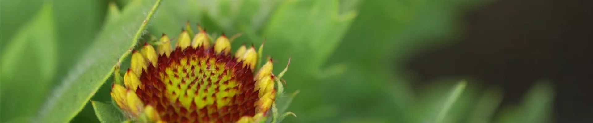 Korkadenblume - Einpflanzen im Garten (thumbnail).jpg