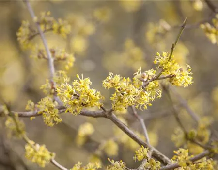 Frühblühende Gehölze starten in den Frühling