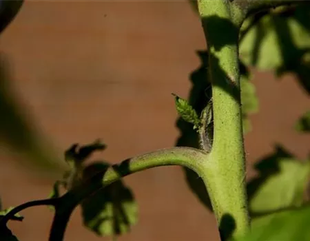 Wie machst du das? - Tomaten ausgeizen
