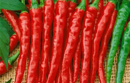 Spanischer Pfeffer 'Hot Red'