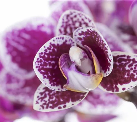 Orchideen für Anfänger und Profis Orchideen für Anfänger und Profis