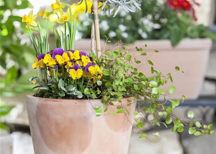 Blumenzwiebeln – einpflanzen in ein Gefäß Blumenzwiebeln – einpflanzen in ein Gefäß