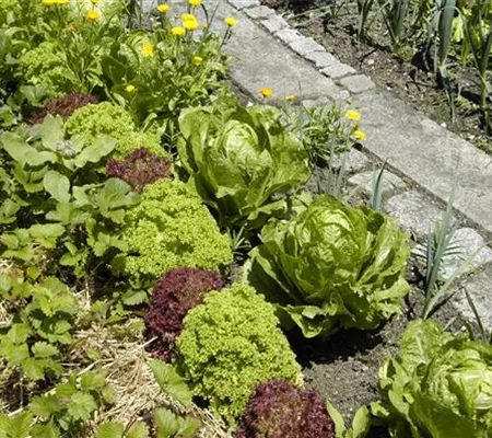 Der Gemüsegarten – weder spießig noch langweilig