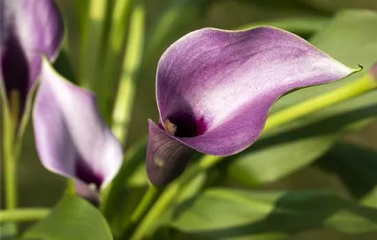 Frostempfindliche Schönheit: Calla überwintern