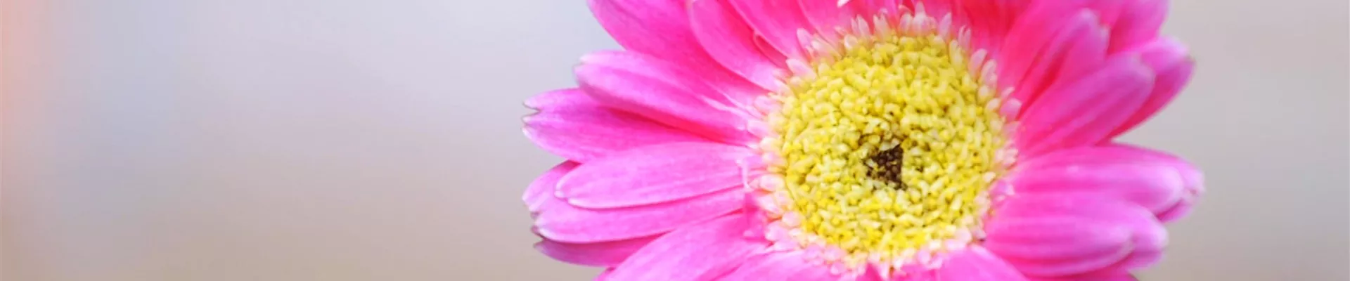 Gerbera -Einpflanzen im Garten (Thumbnail).jpg Gerbera -Einpflanzen im Garten (Thumbnail).jpg