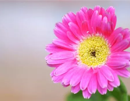 Gerbera - Einpflanzen im Garten