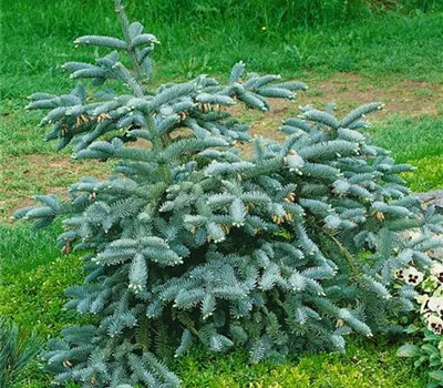 Silbertanne 'Glauca'