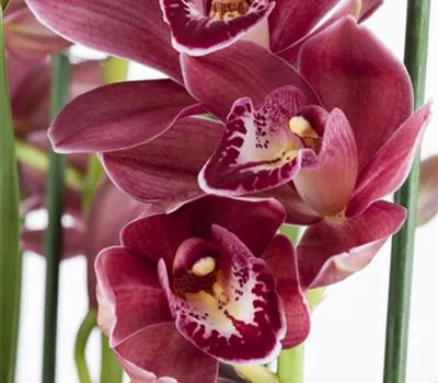 Orchideen als Schnittblume