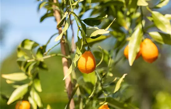 Ein mediterraner Garten und seine Gestaltungsmöglichkeiten