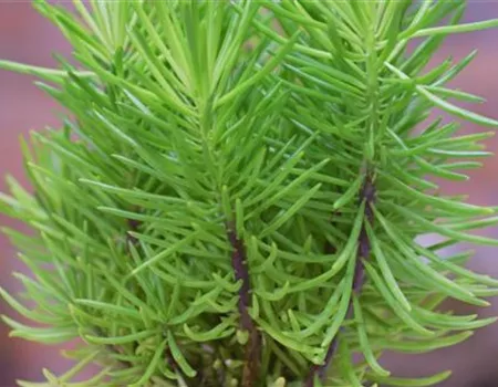 Senecio Himalaya - Umtopfen