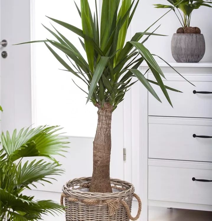 Palmlilie 'Maya Tree'