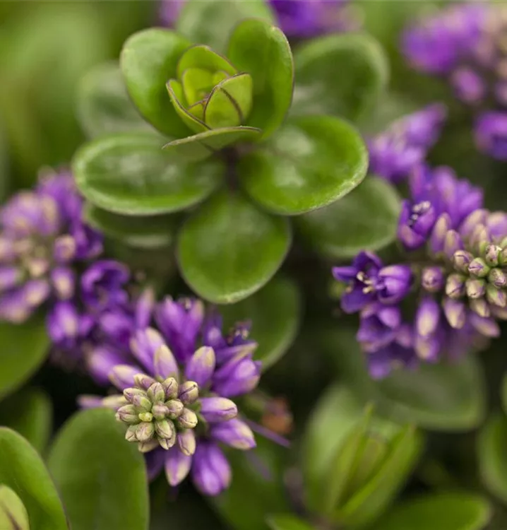 Strauchveronika 'Addenda'