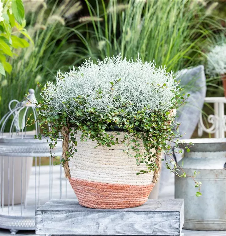 Drahtstrauch-Gitterkraut