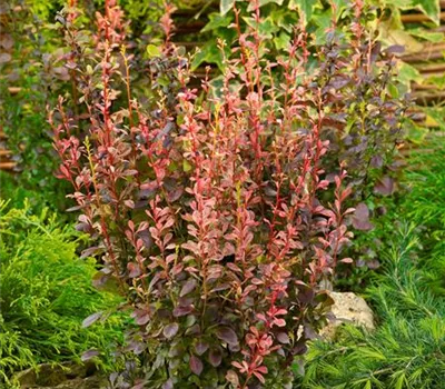 Heckenberberitze 'Rosy Rocket'