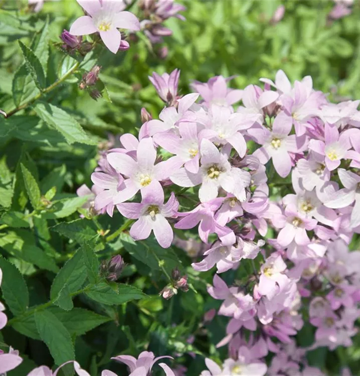 Hohe Dolden-Glockenblume