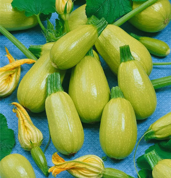 Kürbis 'Vegetable Spaghetti'