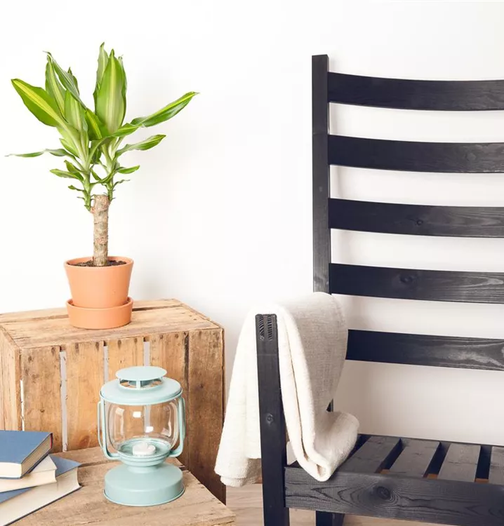 Drachenbaum 'Janet Craig'