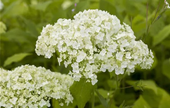 Hortensien für Garten und Balkon – ein tolles Blütenspiel