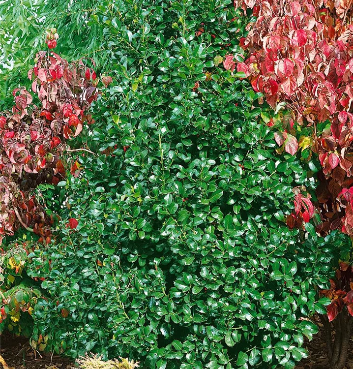 Großblatt-Stechpalme