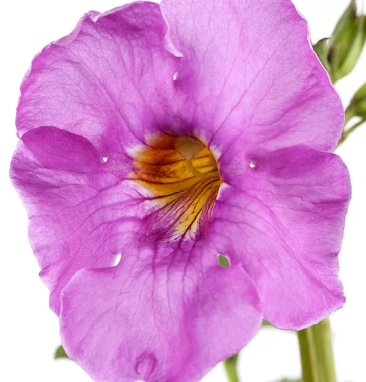 Yunnan-Freilandgloxinie