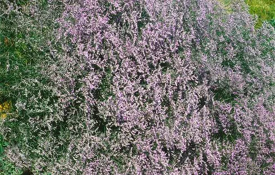 Breitblättriger Steppenschleier