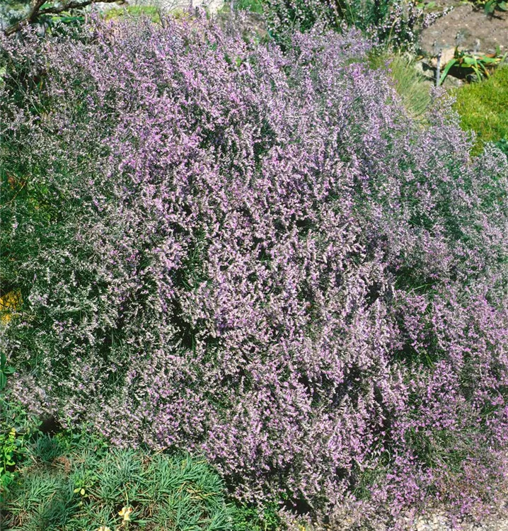Breitblättriger Steppenschleier