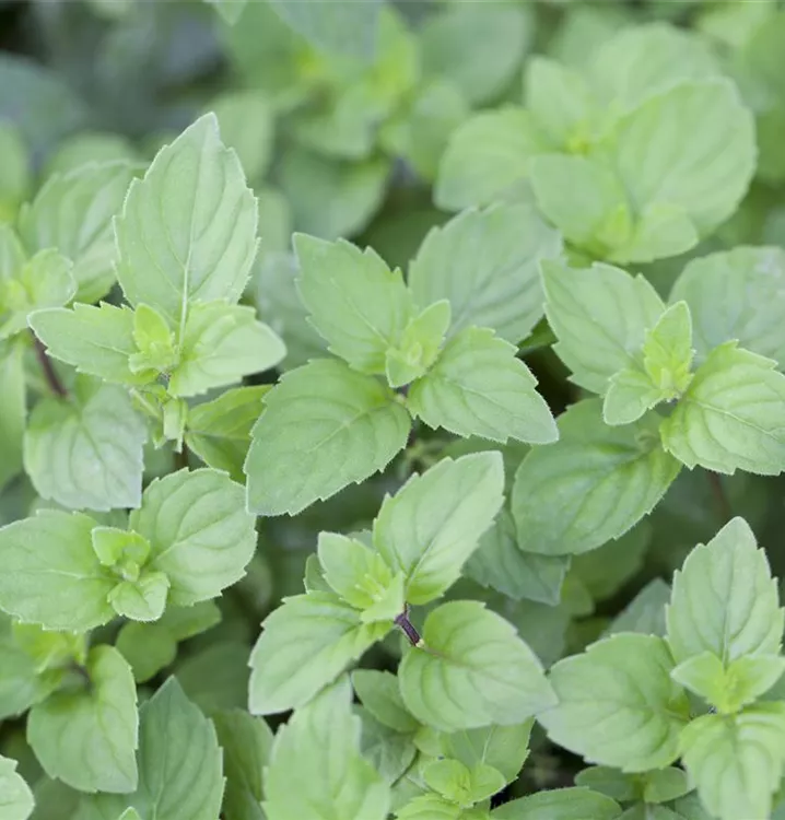 Ingwer-Minze 'Ginger'