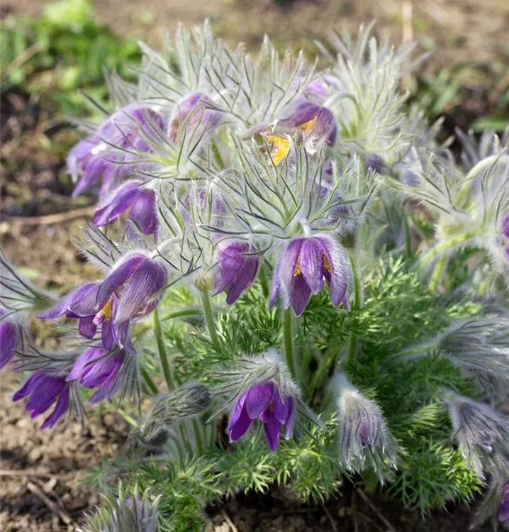 Pulsatilla