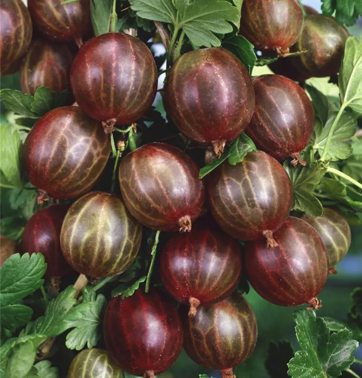 Stachelbeere 'Hinnonmäki'