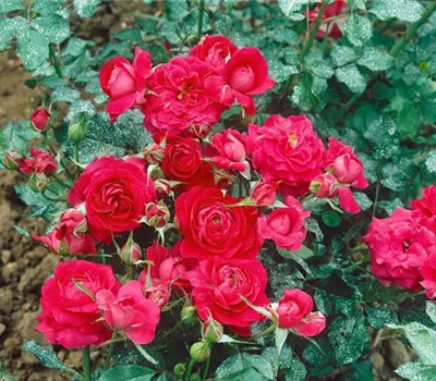 Floribunda Rose 'Prince Palace'®