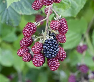 Brombeeren vor Frost schützen