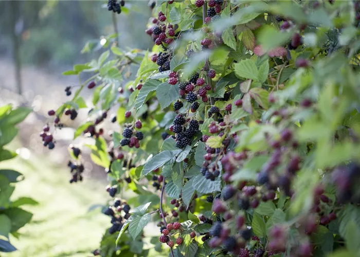 Brombeeren – wilde Leckereien mit langer Tradition Brombeeren – wilde Leckereien mit langer Tradition